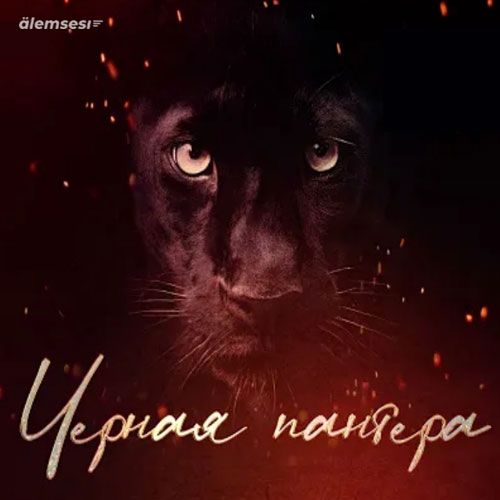 Alim Zu - Черная пантера kapak görseli